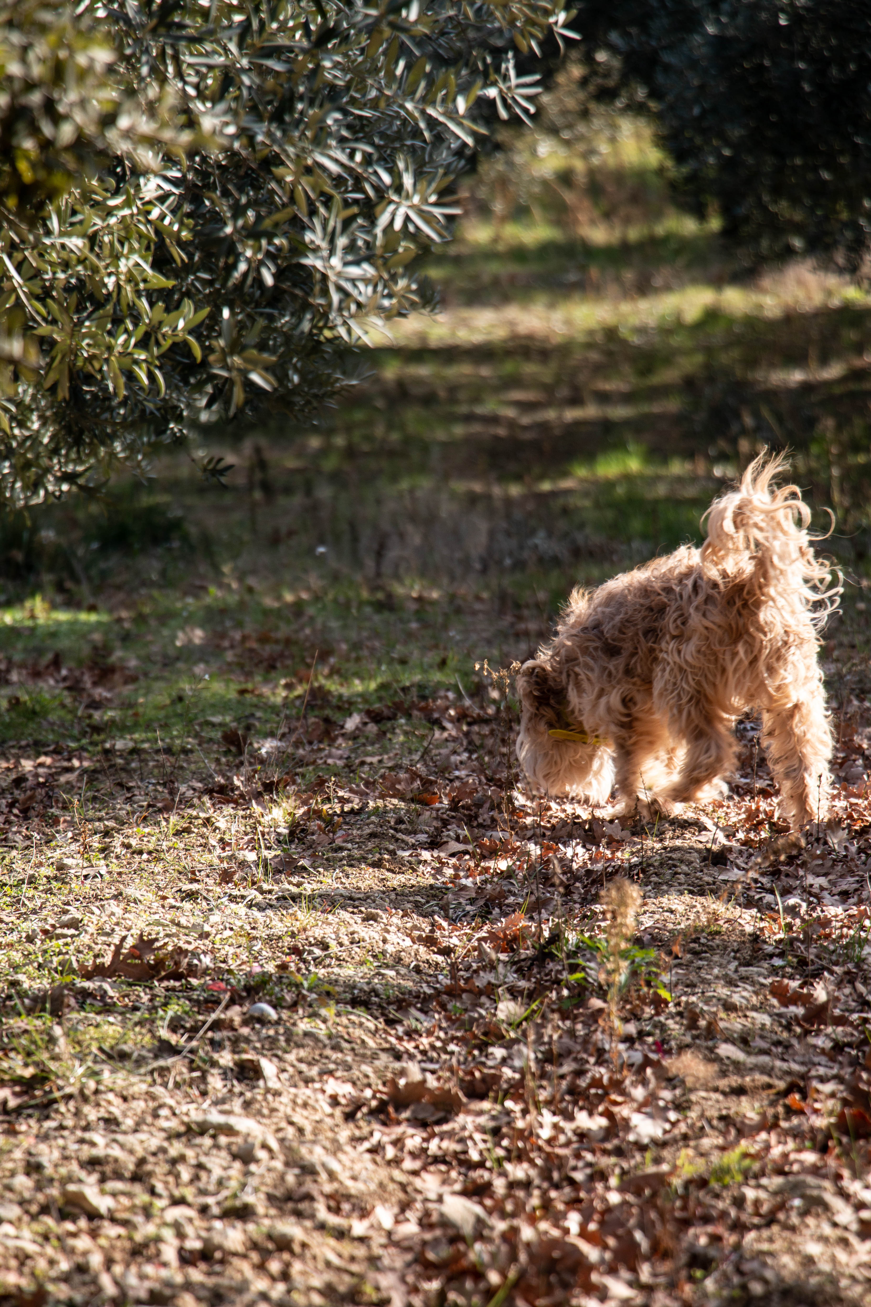 truffle dog