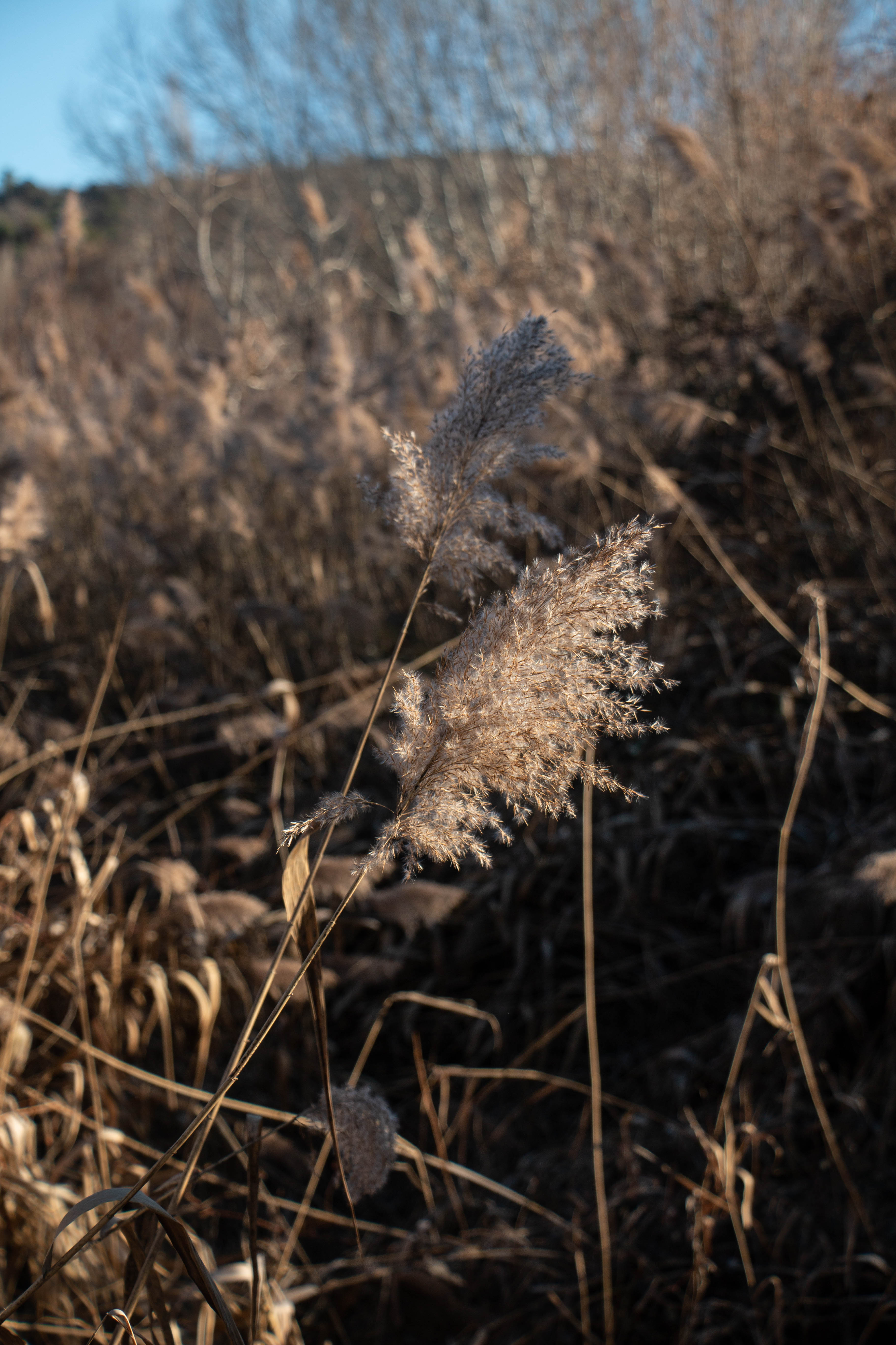 pampas grass