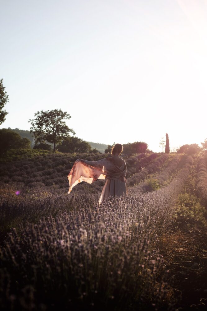 lavender fields