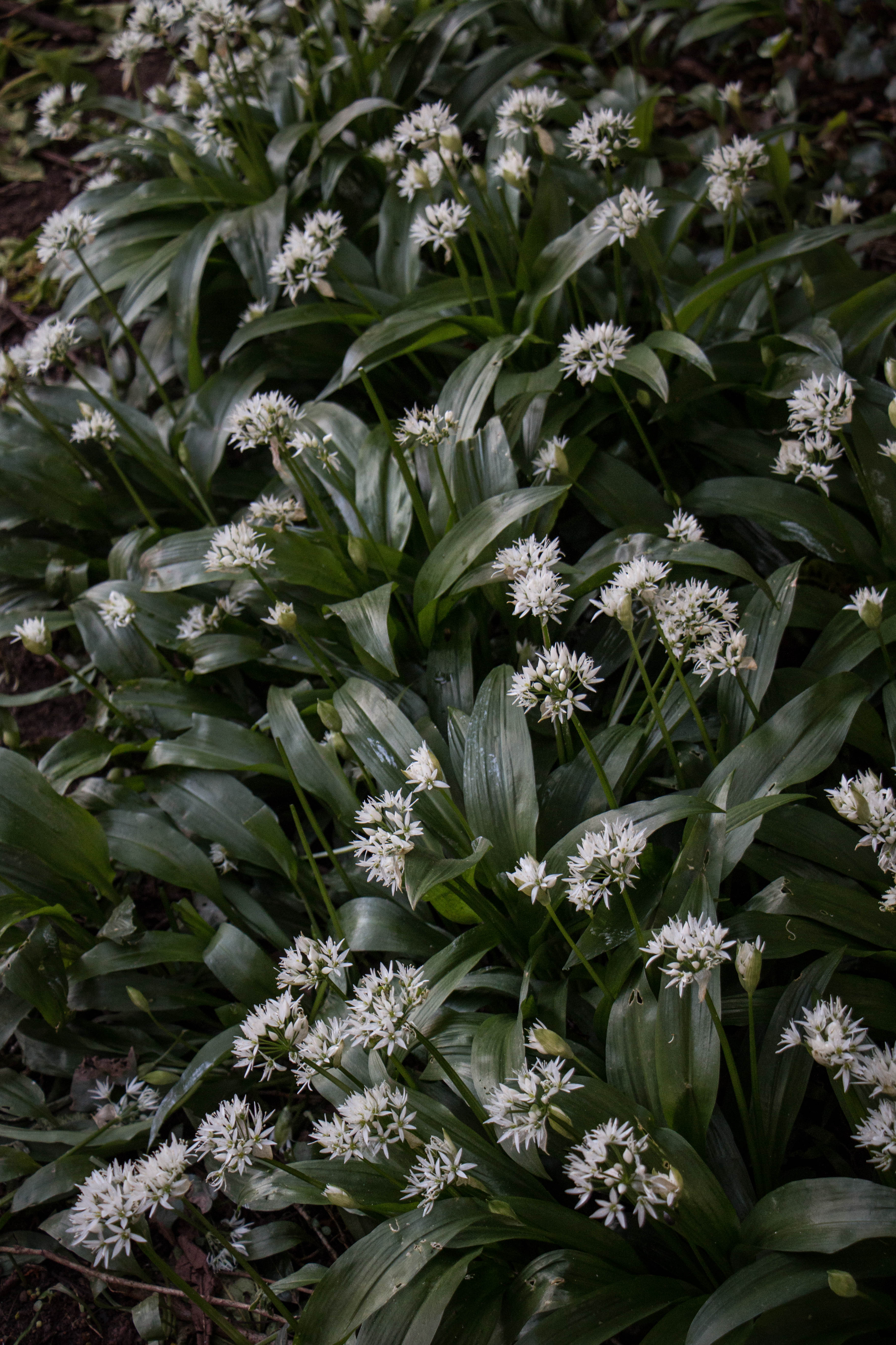 spring time wild garlic