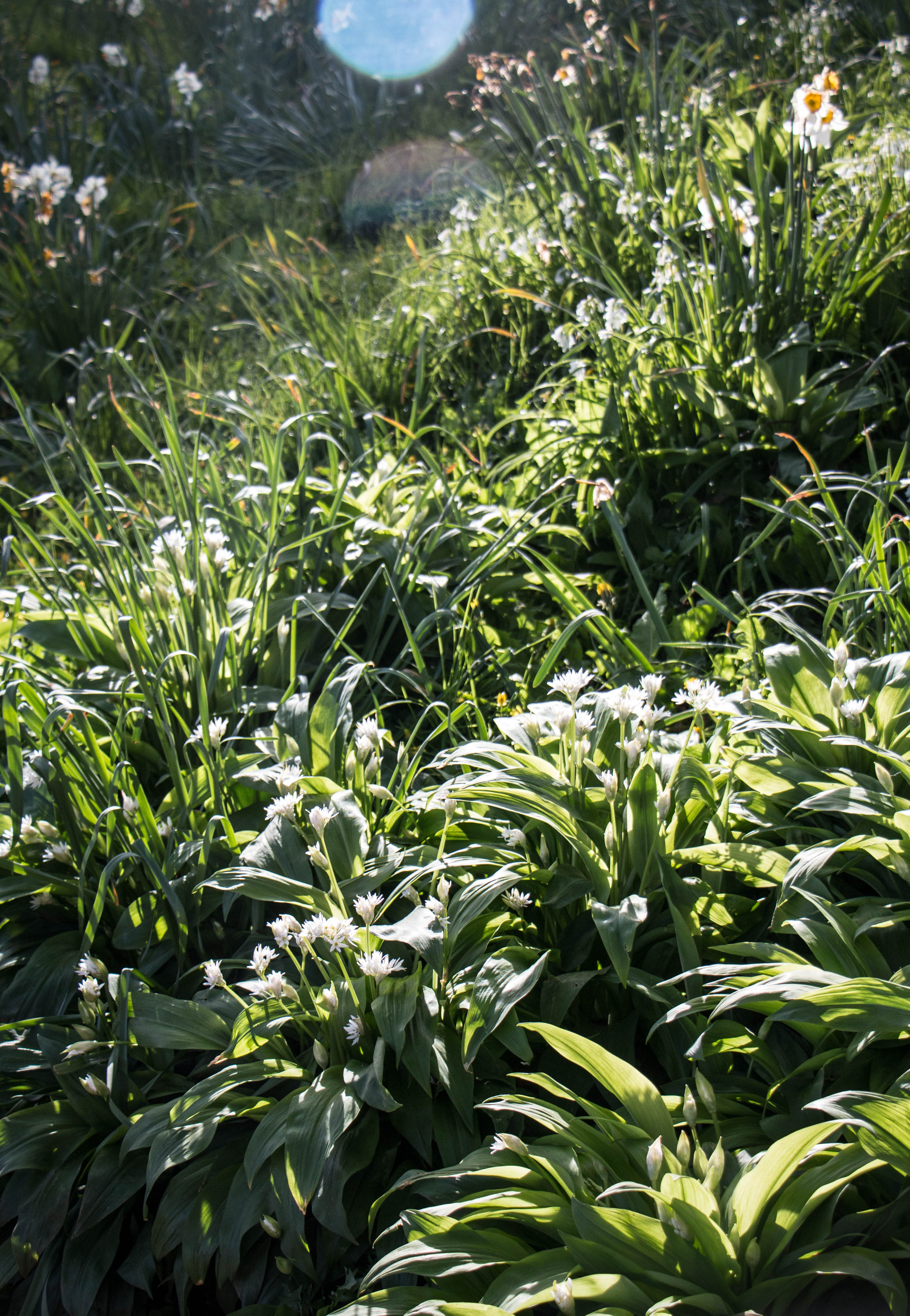 spring time wild garlic