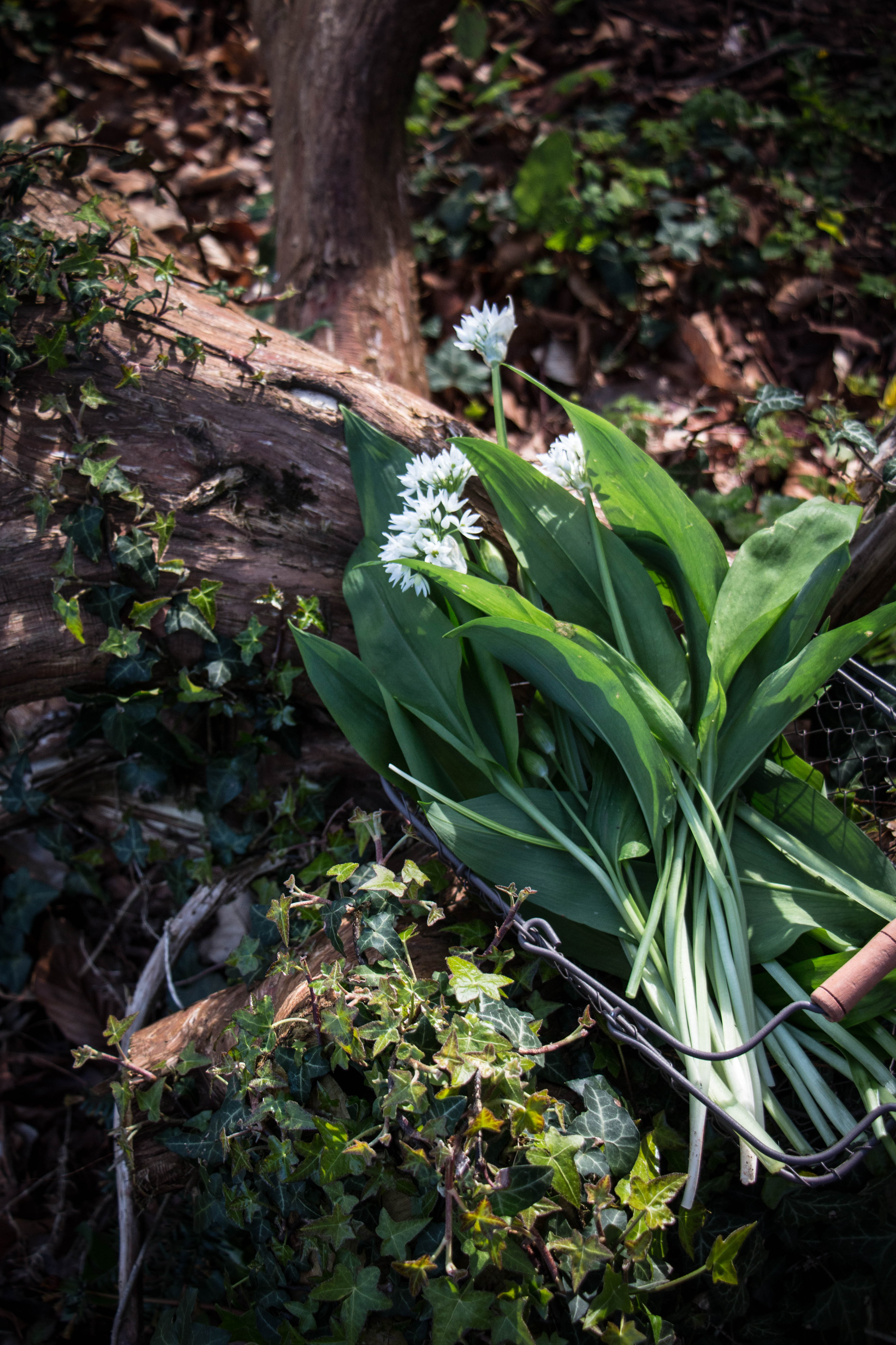 spring time wild garlic