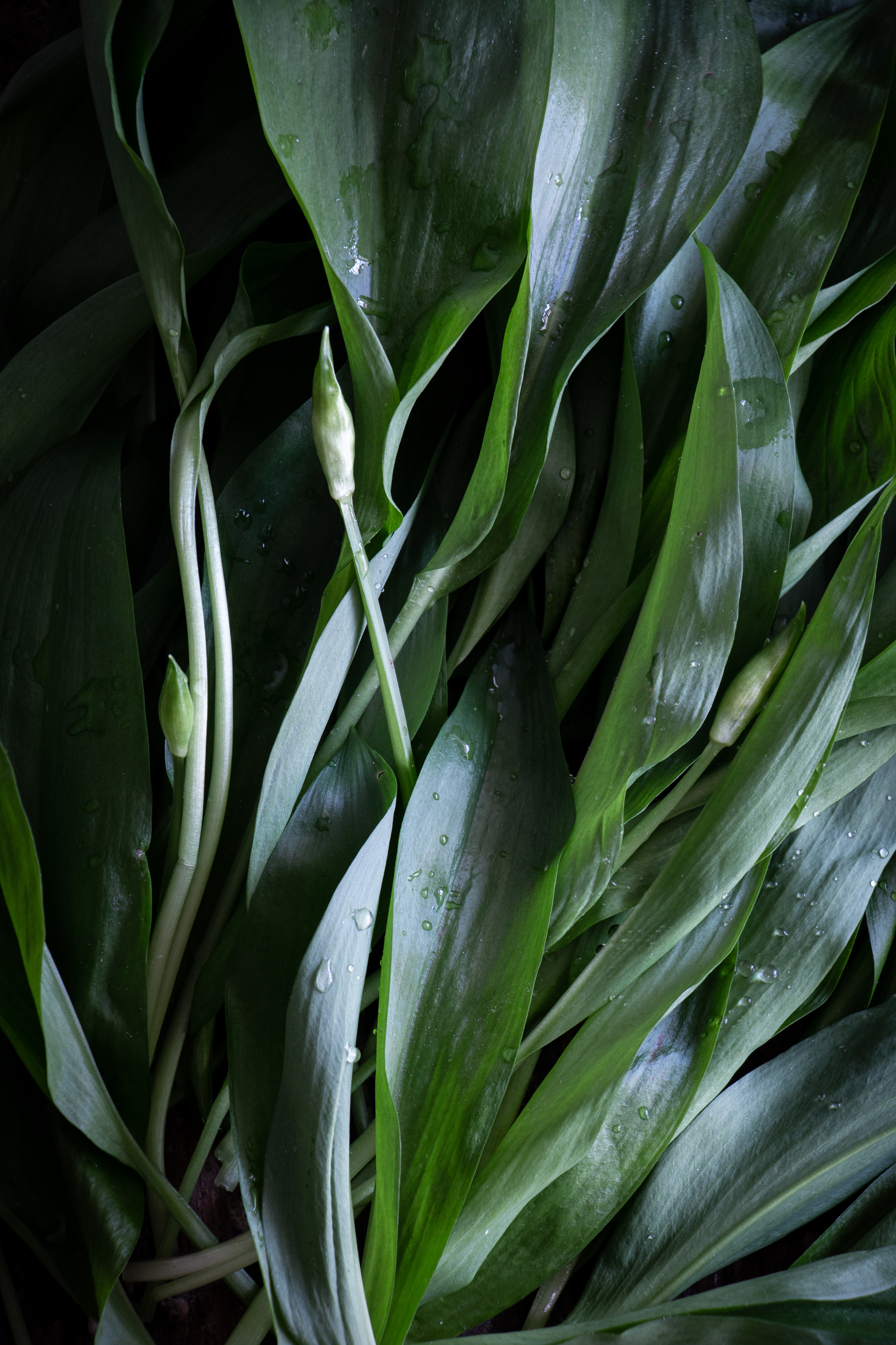 spring time wild garlic