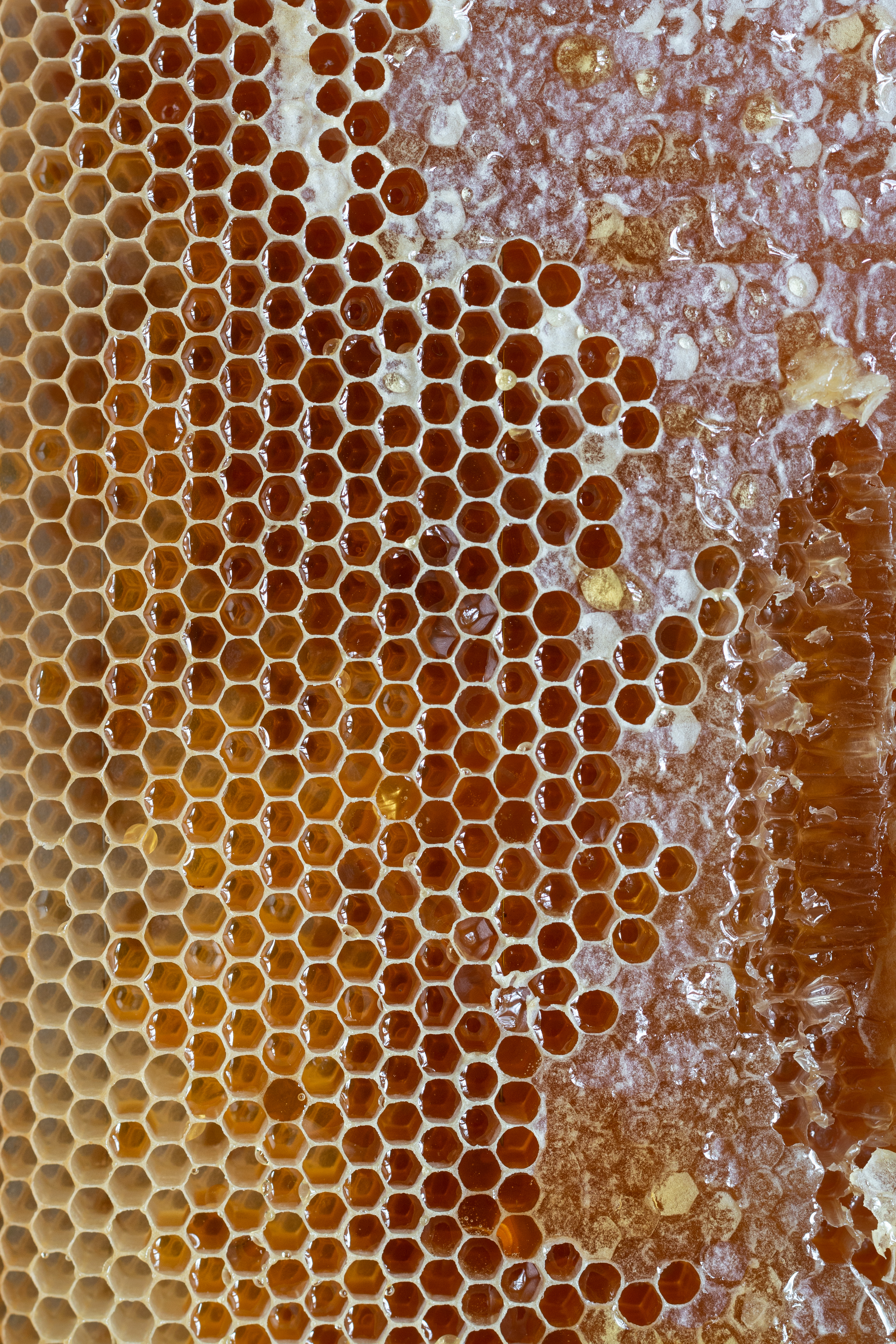 honeycomb