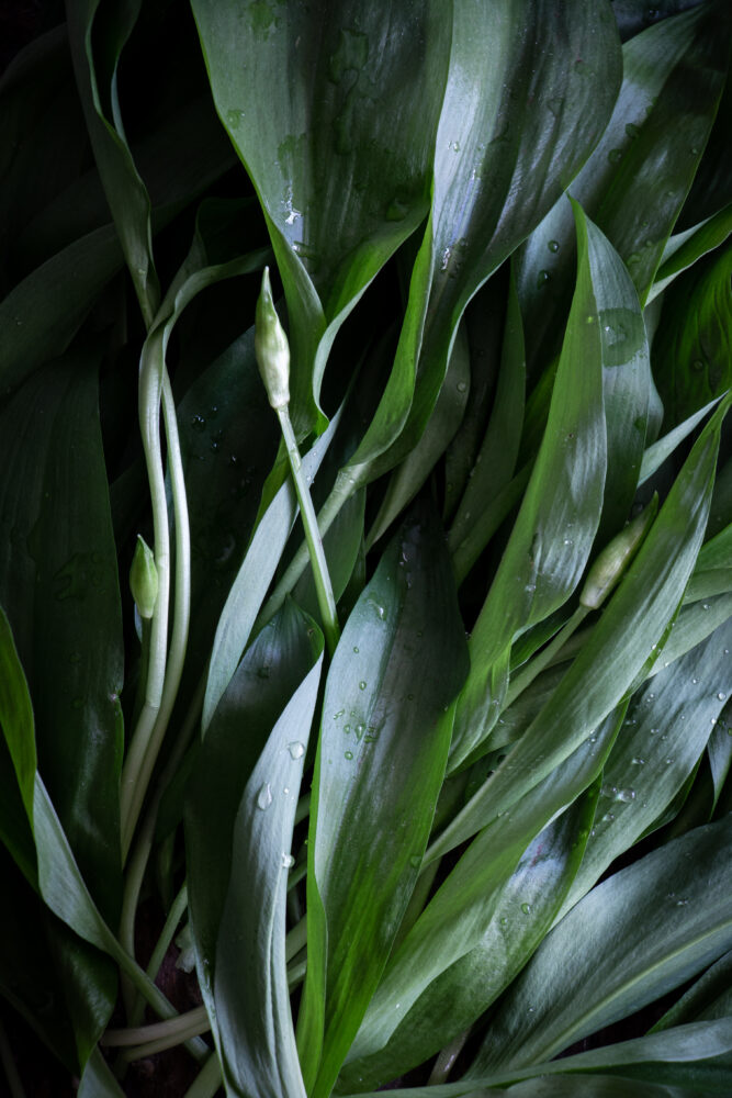 wild garlic focaccia