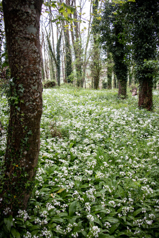 wild garlic