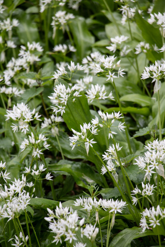 wild garlic