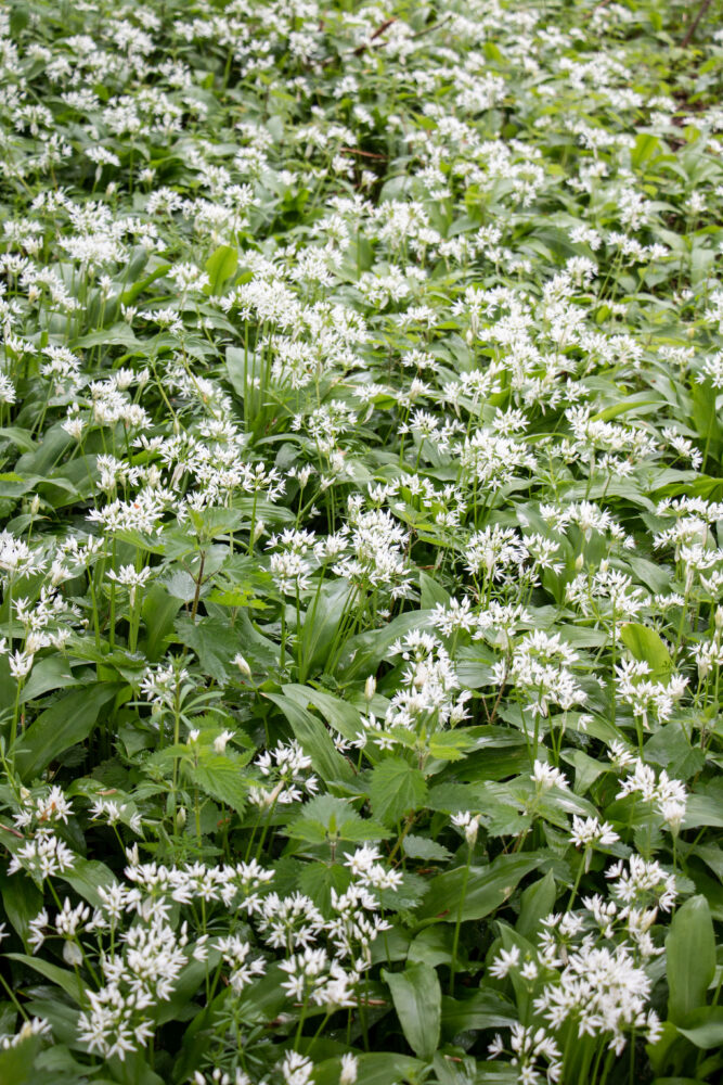 wild garlic focaccia