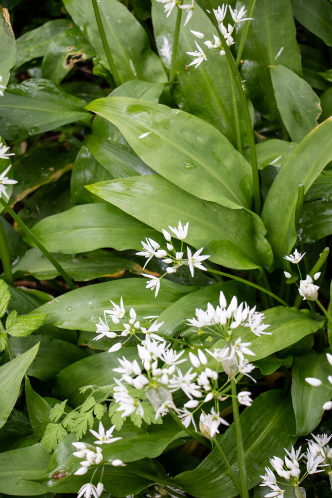 wild garlic focaccia