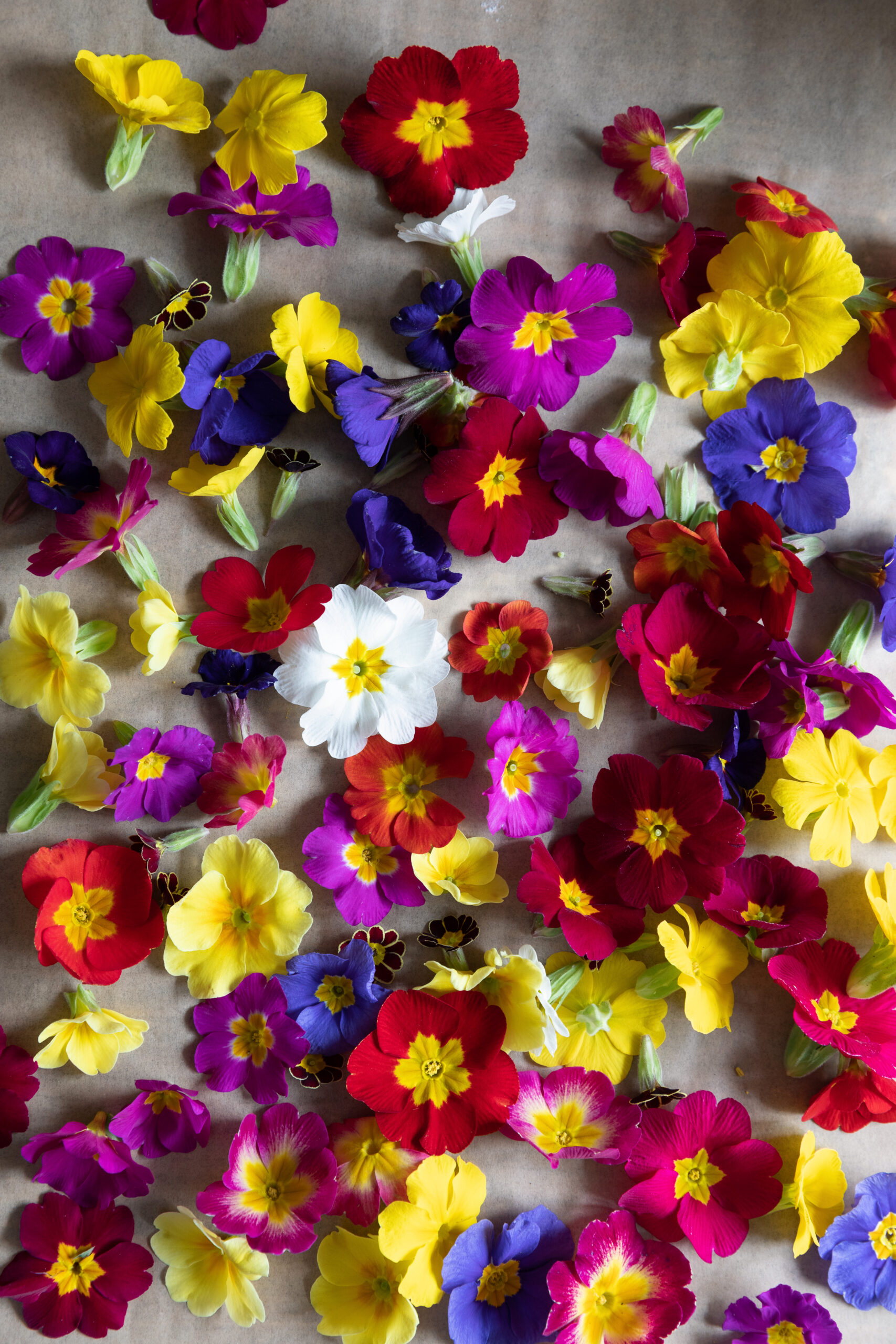 primroses edible flowers