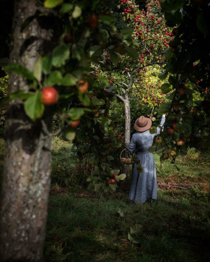 apple picking