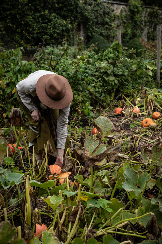 pumpkin patch