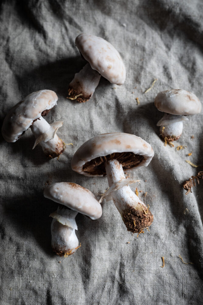 mushroom shaped gingerbread