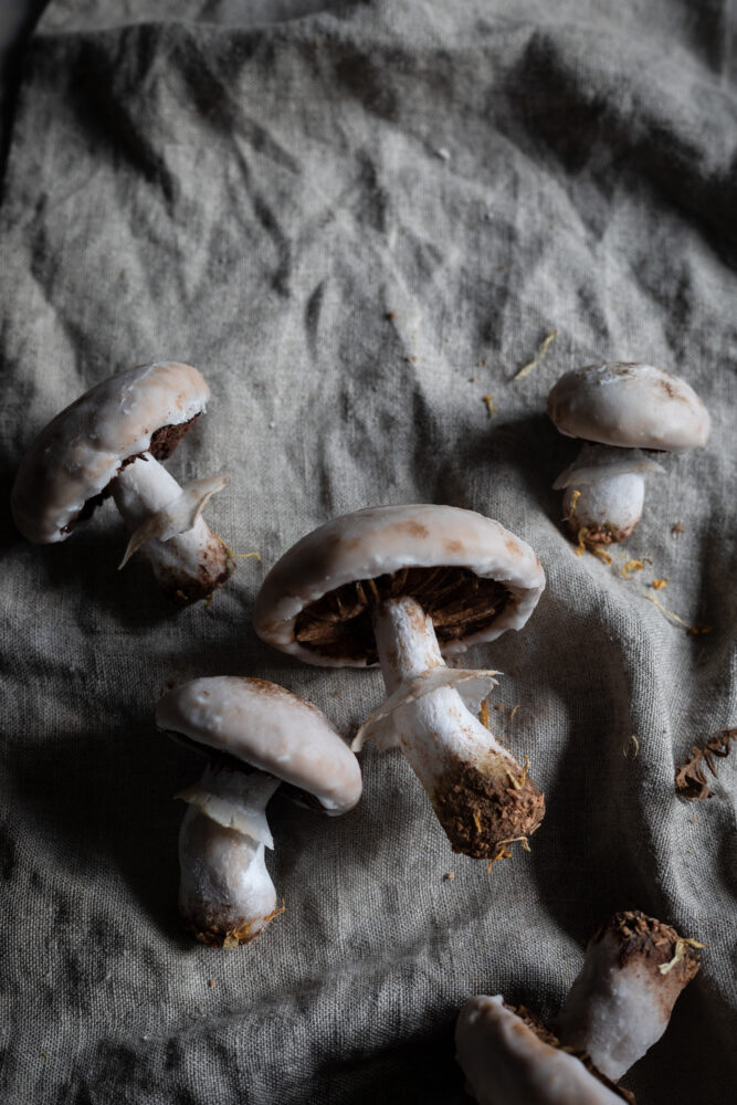 mushroom shaped gingerbread realistic 