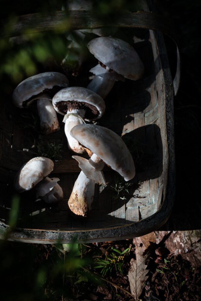 mushroom shaped gingerbread in the woods