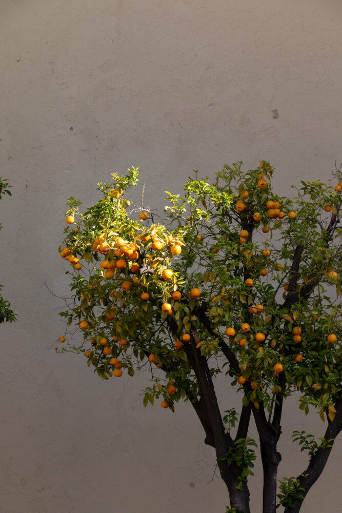 orange tree