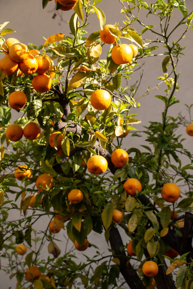 orange tree