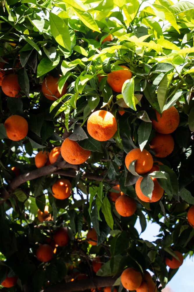 orange tree