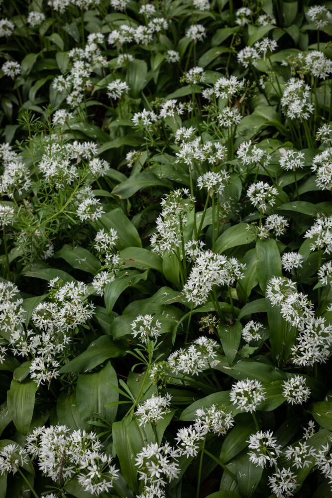 wild garlic