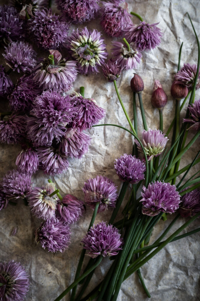 chive blossoms