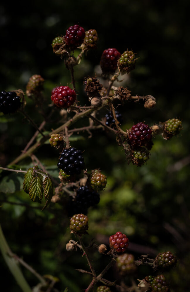 Blackberry bush