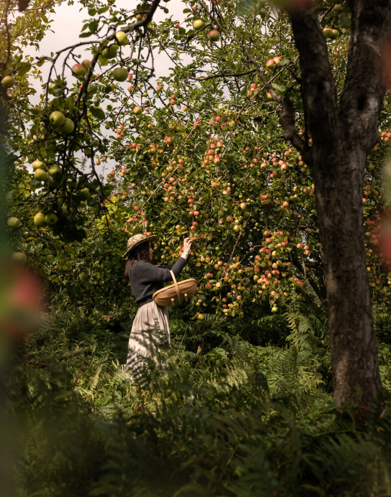 apple picking