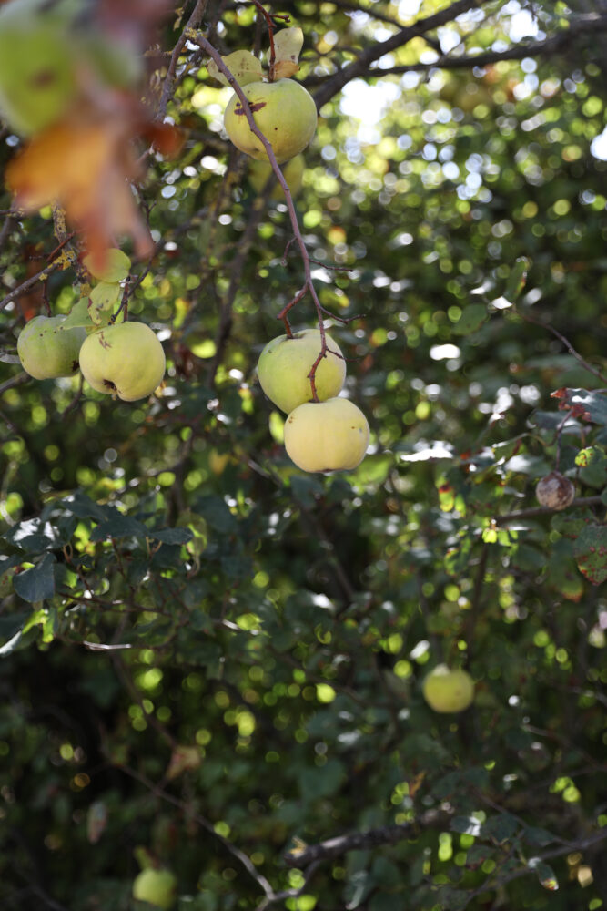 quince tree