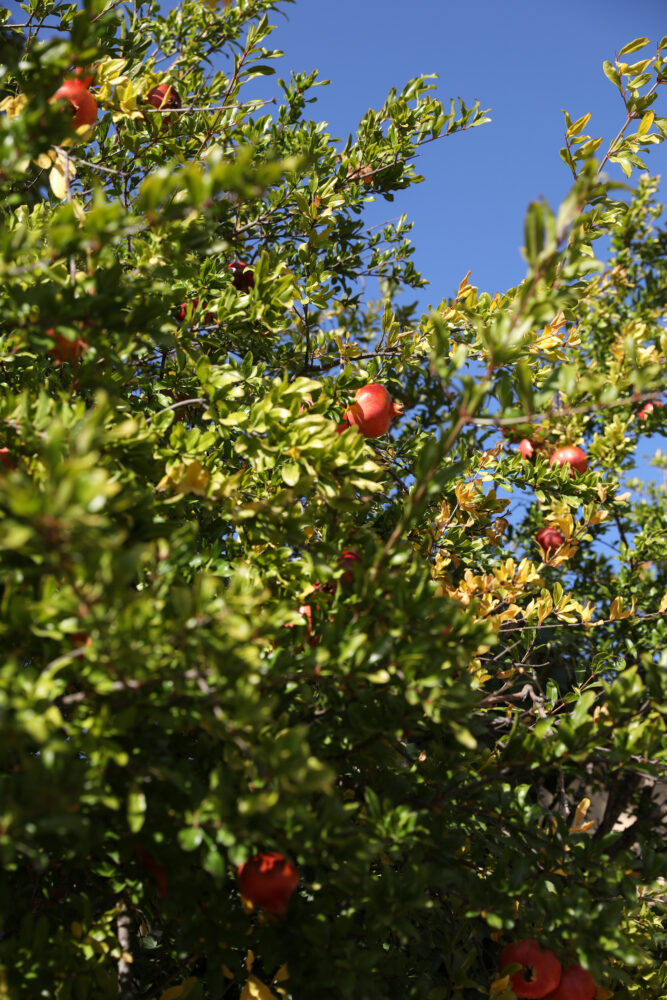 pomegranate tree