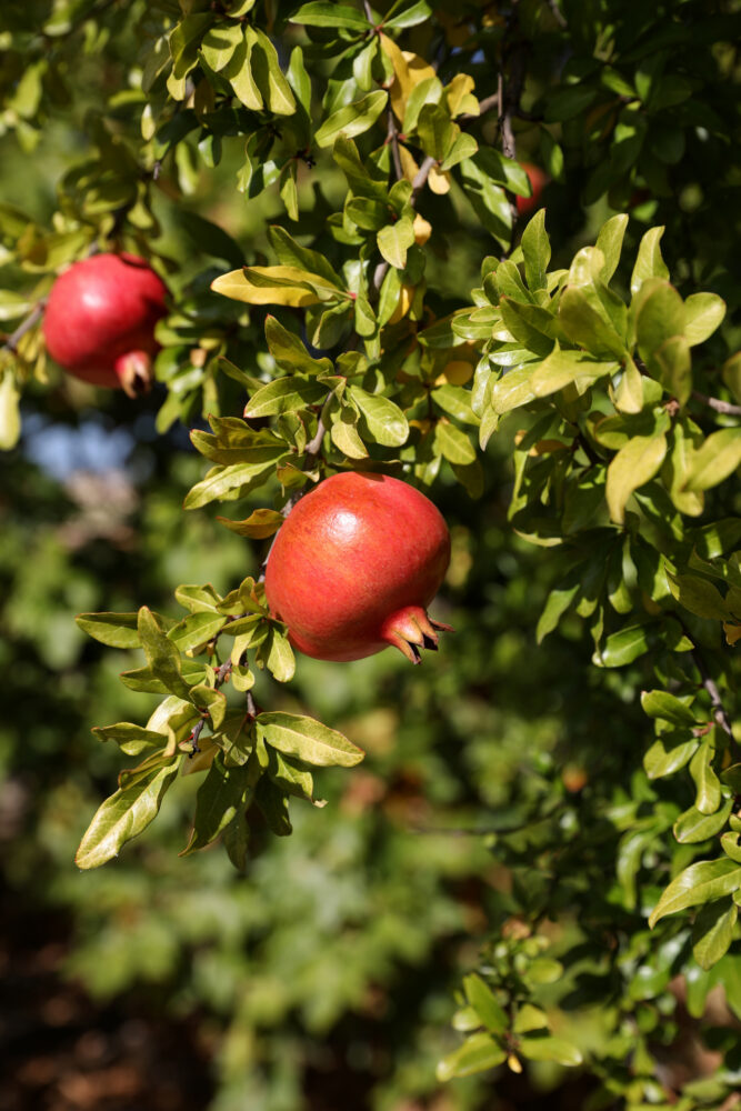 pomegranate tree